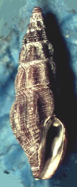 Bela da identificare